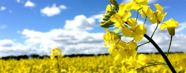 Rapsöl (Brassica napus)